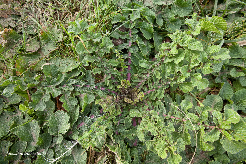 Raphanus raphanistrum subsp. landra (door Joost Bouwmeester)