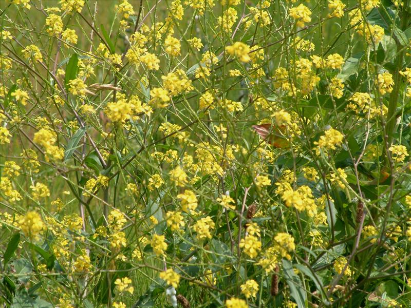 Rapistrum rugosum (door Adrie van Heerden)