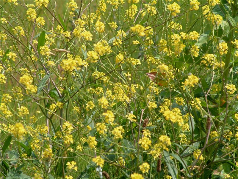 Rapistrum rugosum (door Adrie van Heerden)