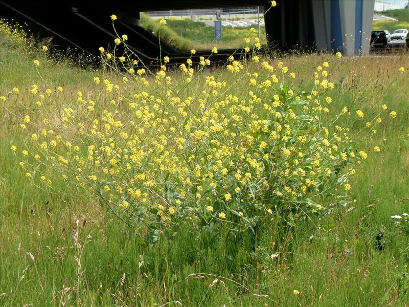 Rapistrum rugosum (door Adrie van Heerden)