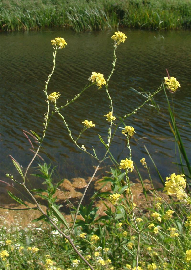 Rapistrum rugosum (door Adrie van Heerden)