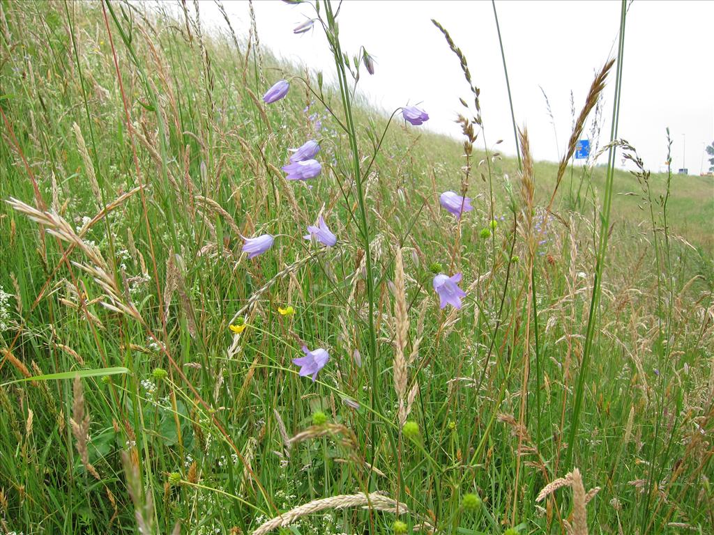 Campanula rapunculus (door Piet Bremer )