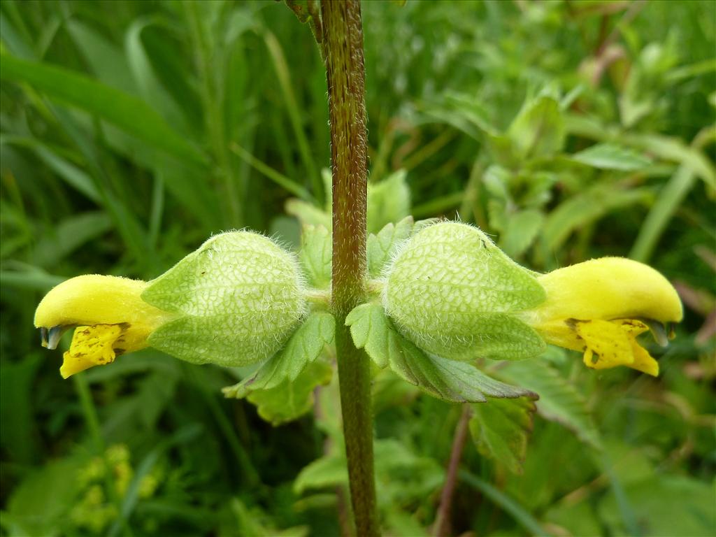 Rhinanthus alectorolophus (door Marian Baars)