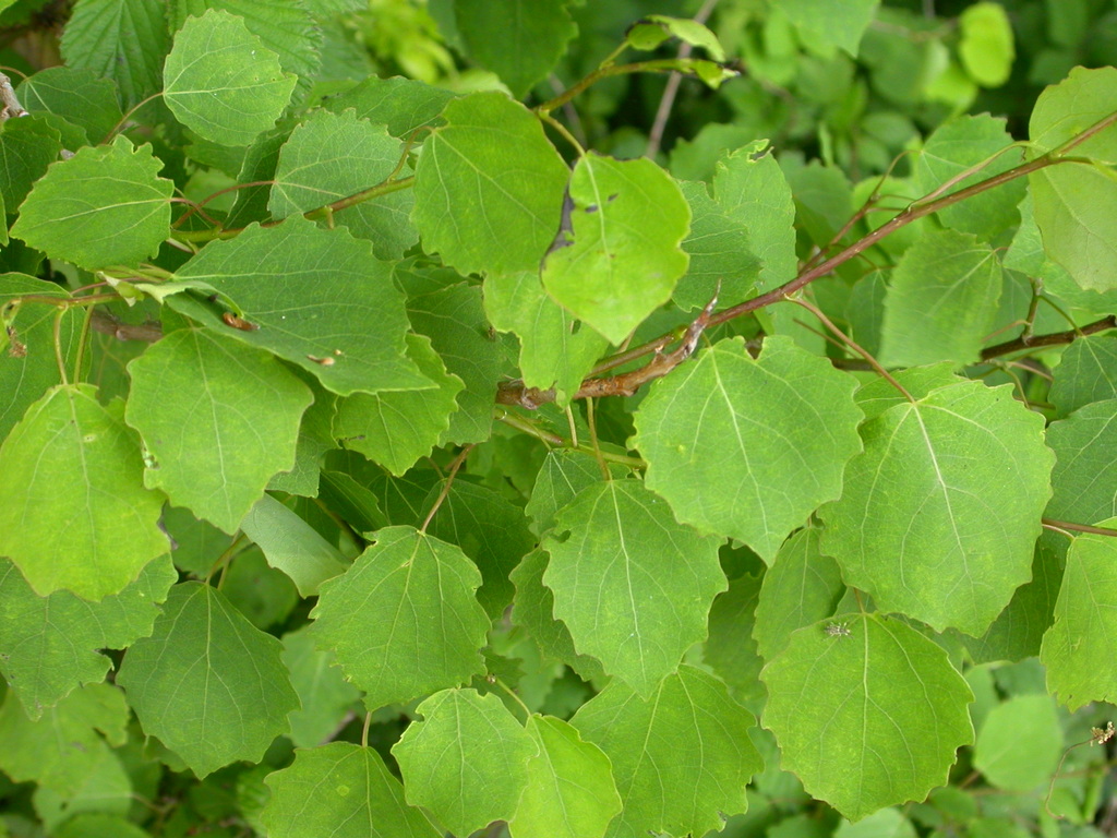 Populus tremula (door Peter Meininger)