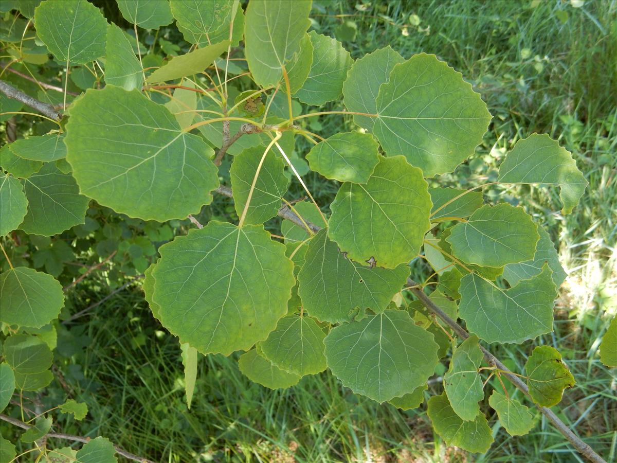 Populus tremula (door Peter Meininger)