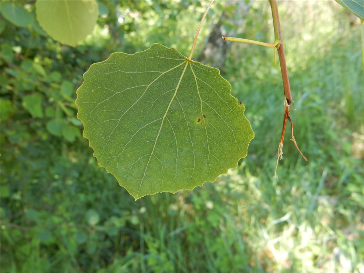 Populus tremula (door Peter Meininger)