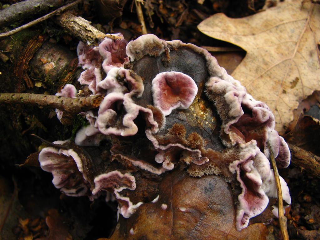 Chondrostereum purpureum (door J.L.J. Wolfs)