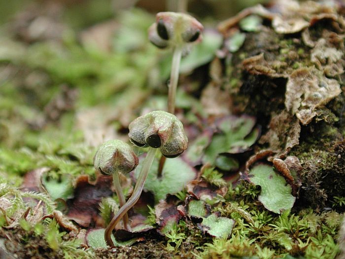 Reboulia hemisphaerica (door Michael Lueth (www.milueth.de))