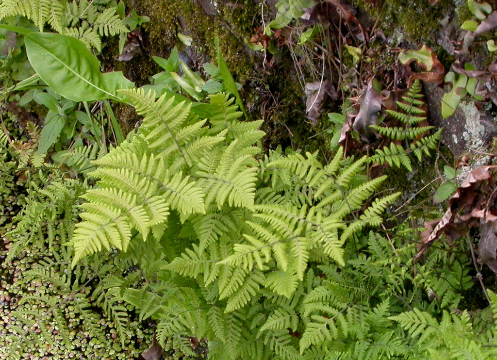 Gymnocarpium robertianum (door Peter Meininger)