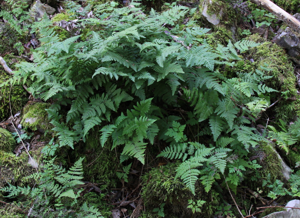 Gymnocarpium robertianum (door Peter Meininger)