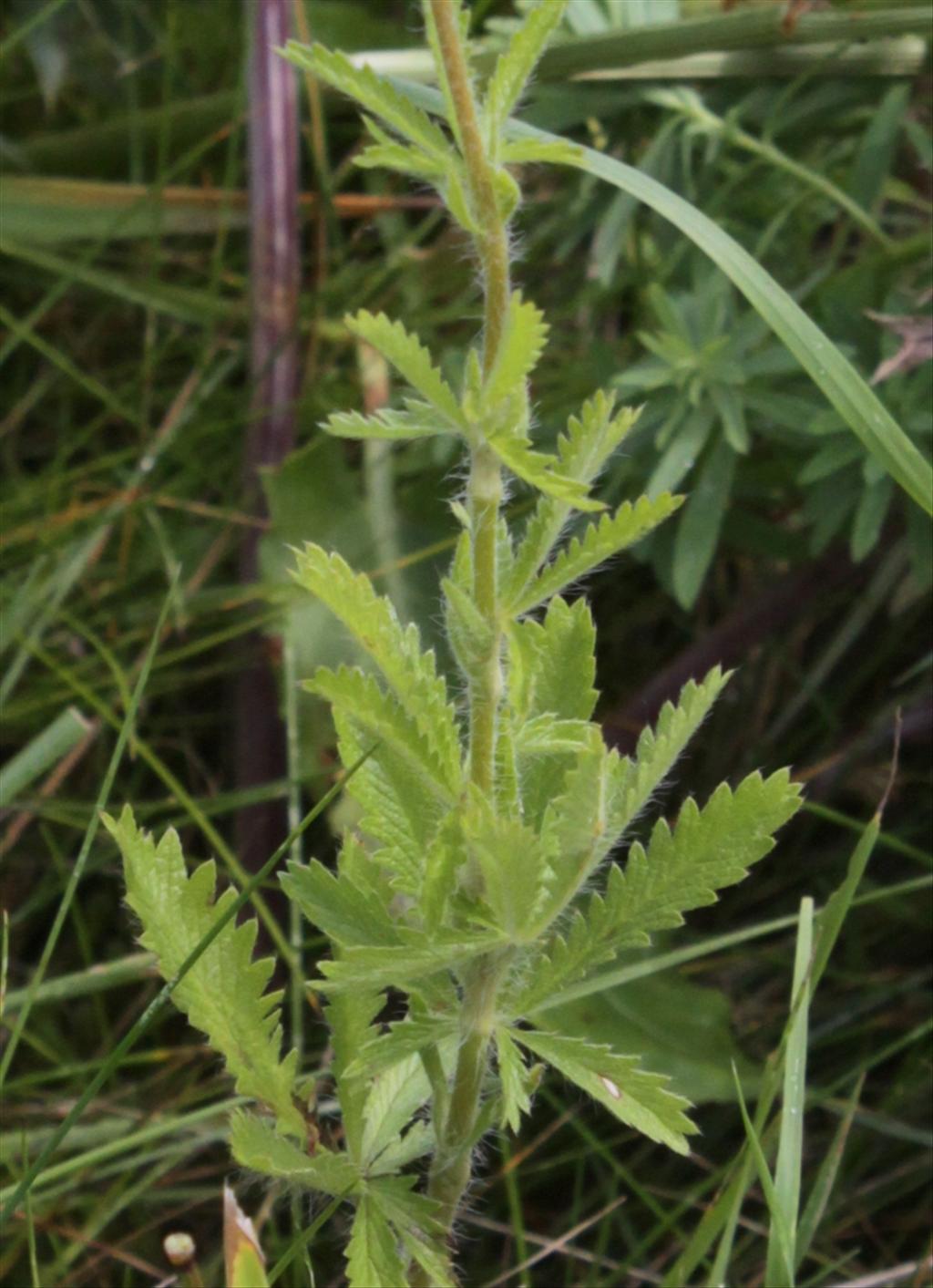 Potentilla recta (door Peter Meininger)