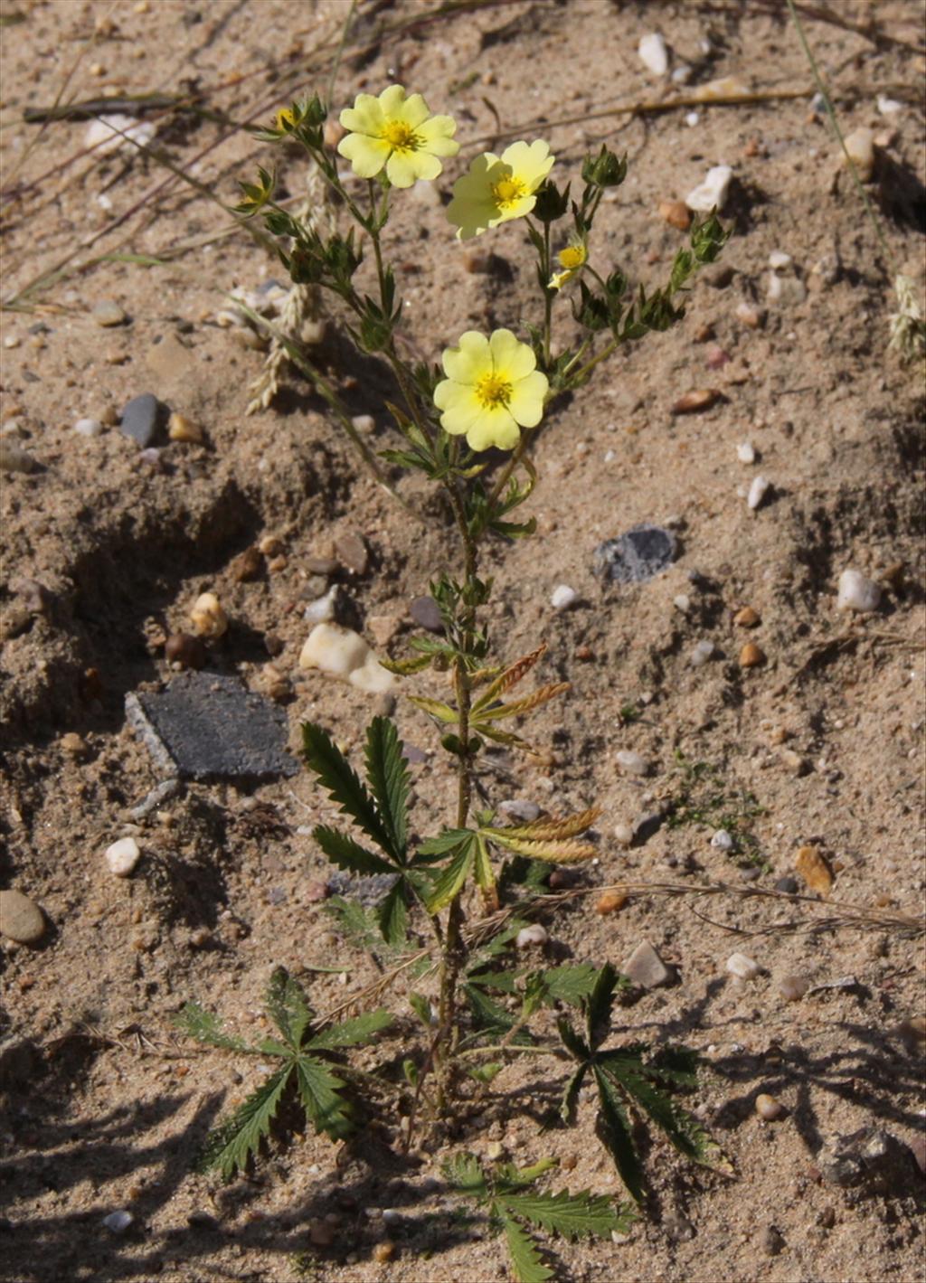 Potentilla recta (door Peter Meininger)