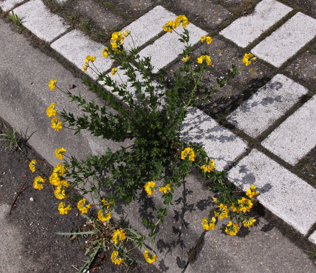 Lotus corniculatus var. sativus (door Peter Meininger)