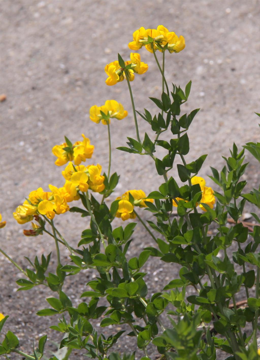 Lotus corniculatus var. sativus (door Peter Meininger)