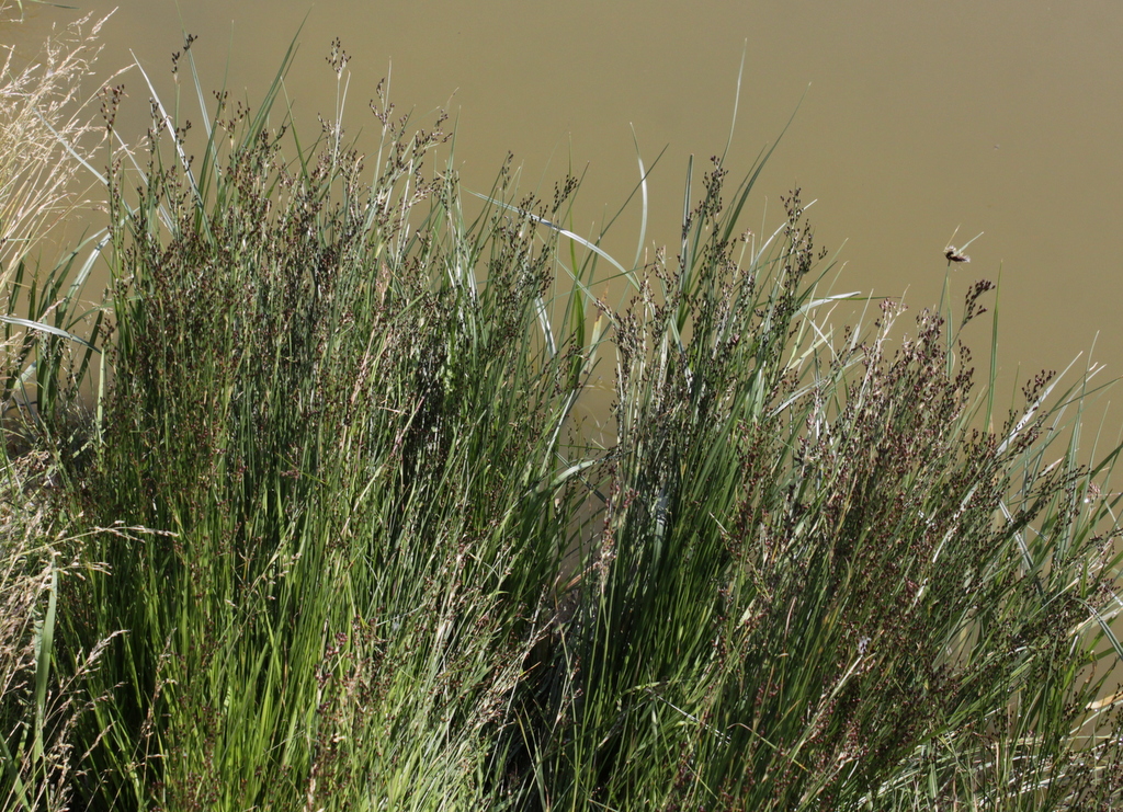 Juncus alpinoarticulatus/anceps (door Peter Meininger)