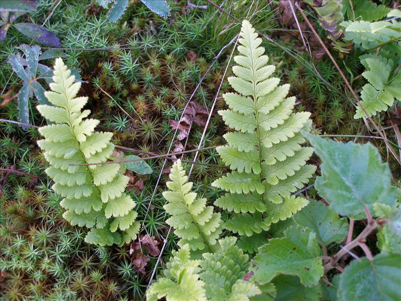 Dryopteris cristata (door Piet Bremer )