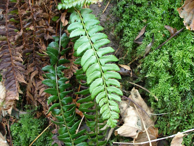 Polystichum lonchitis (door Piet Bremer )