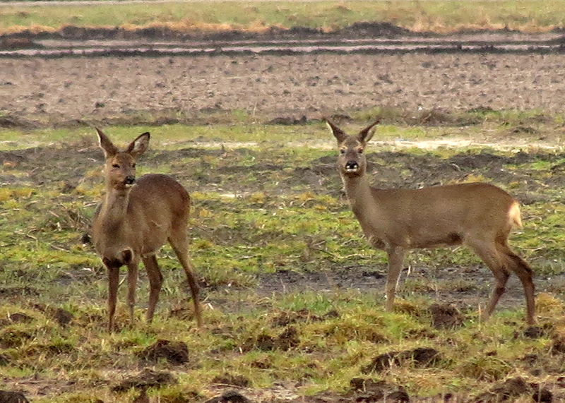 Capreolus capreolus (door Ab H. Baas)