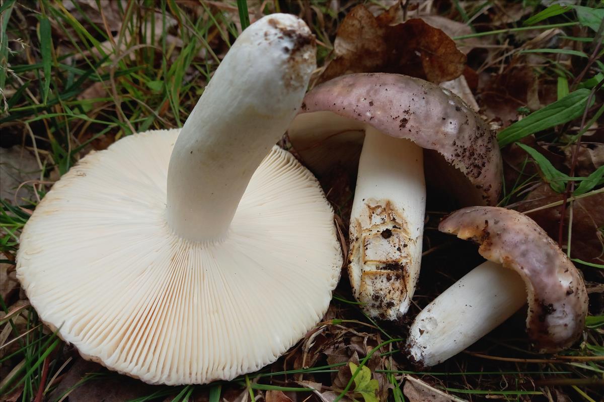 Russula cyanoxantha f. cyanoxantha (door Aldert Gutter)