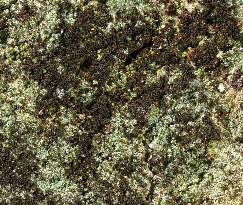 Reichlingia leopoldii (door Norbert Stapper)
