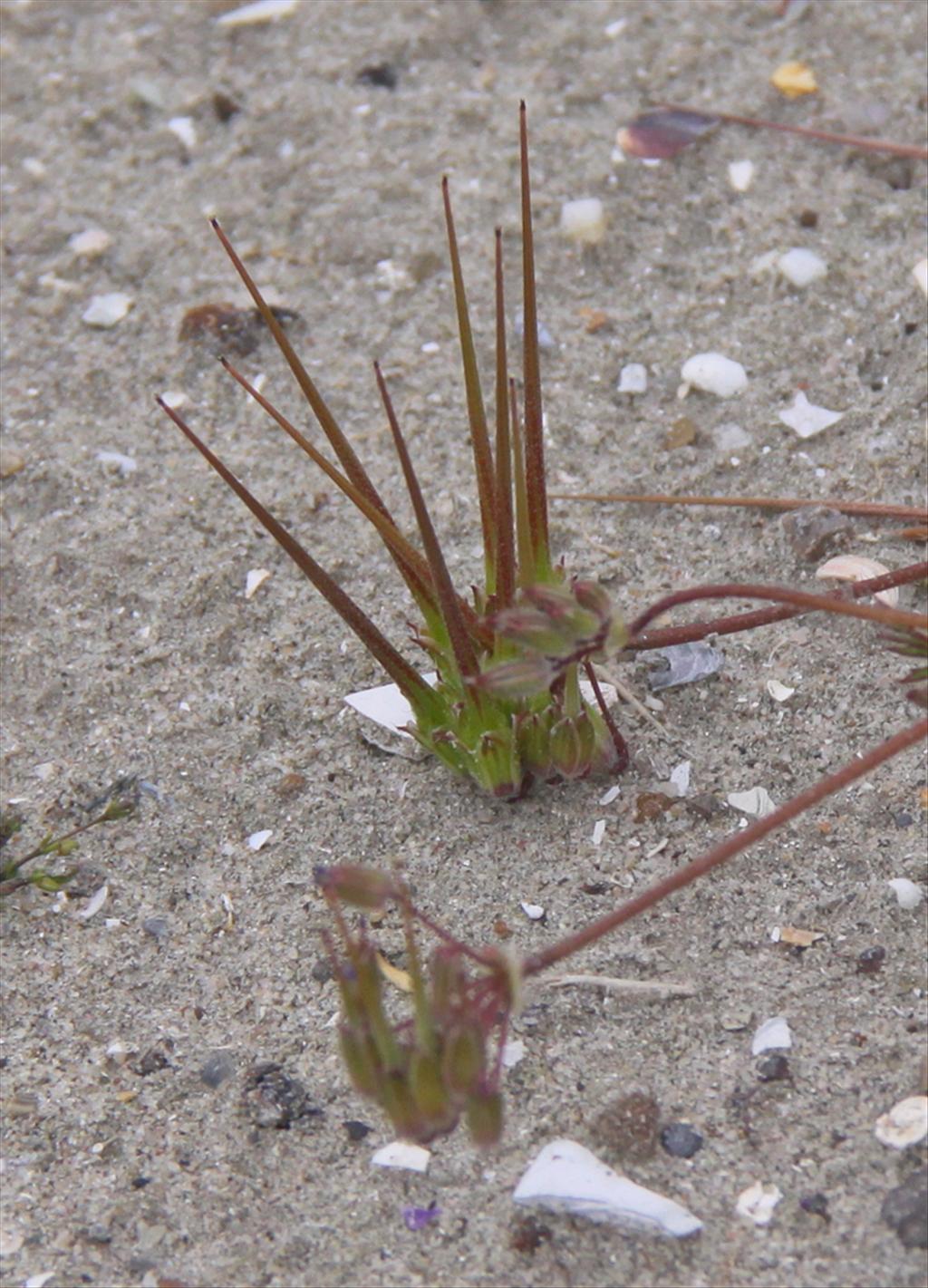 Erodium cicutarium (door Peter Meininger)