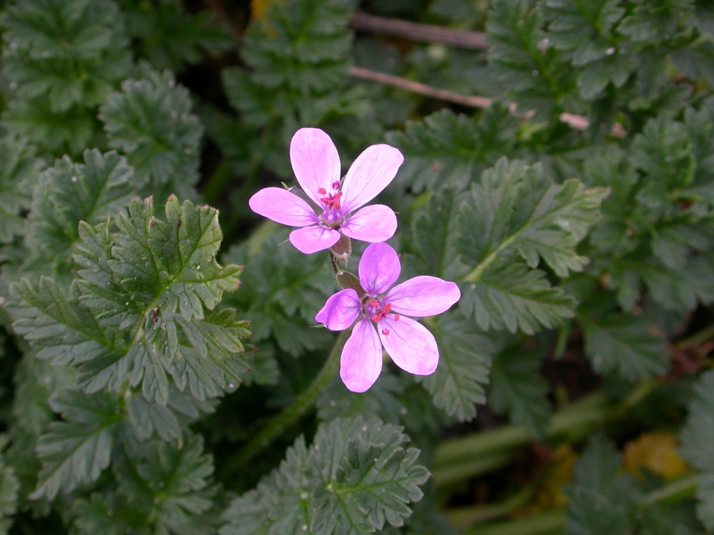 Erodium cicutarium (door Peter Meininger)