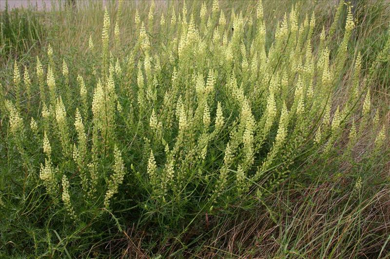 Reseda lutea (door Niels Jeurink)