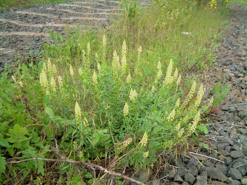 Reseda lutea (door Adrie van Heerden)