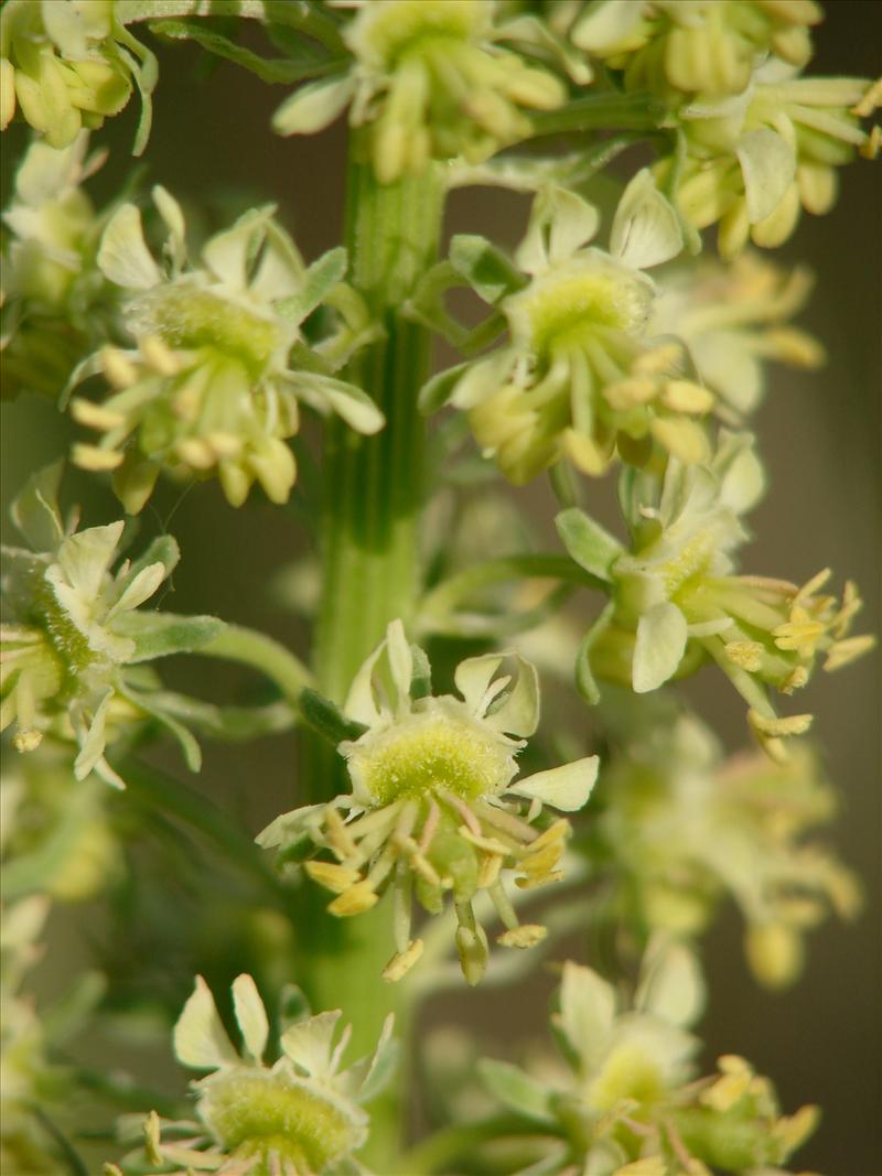 Reseda lutea (door Adrie van Heerden)