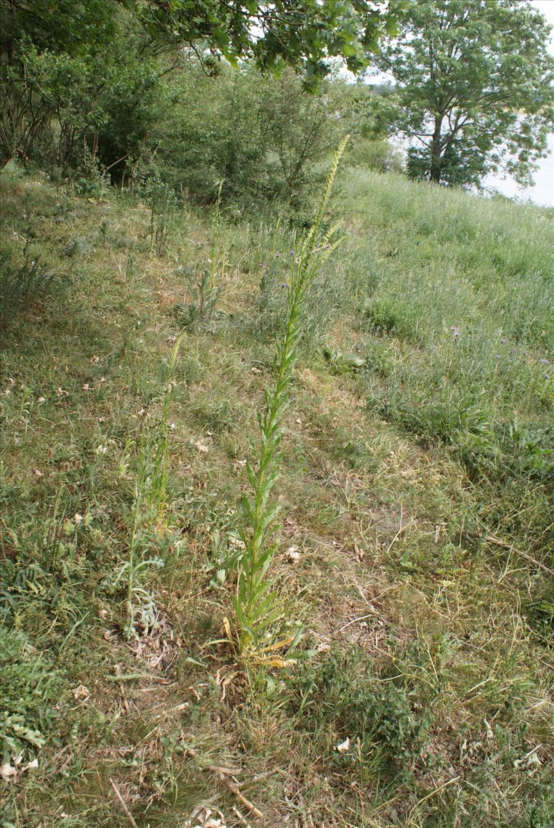 Reseda luteola (door Adrie van Heerden)