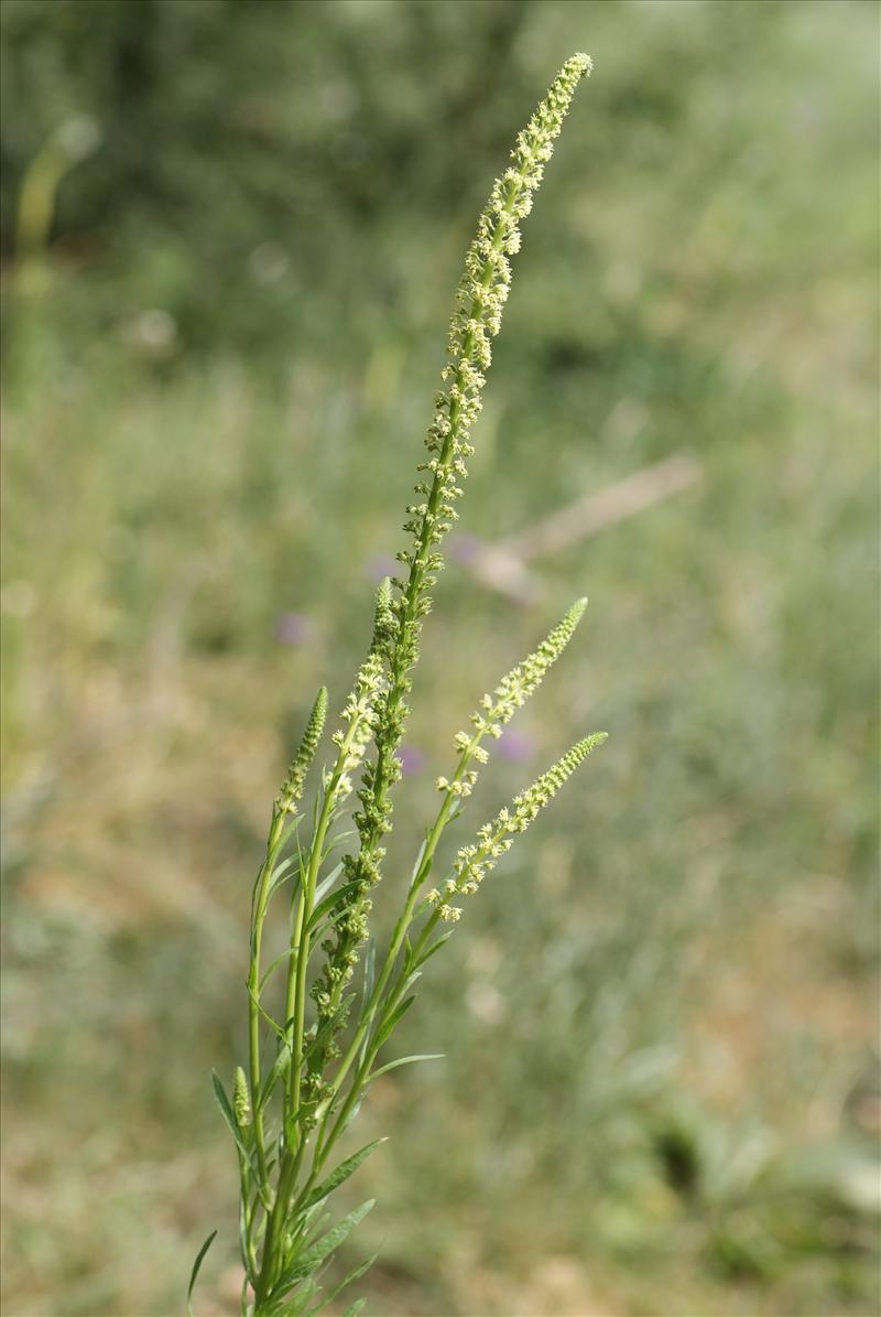 Reseda luteola (door Adrie van Heerden)