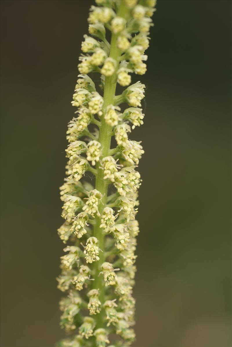 Reseda luteola (door Adrie van Heerden)