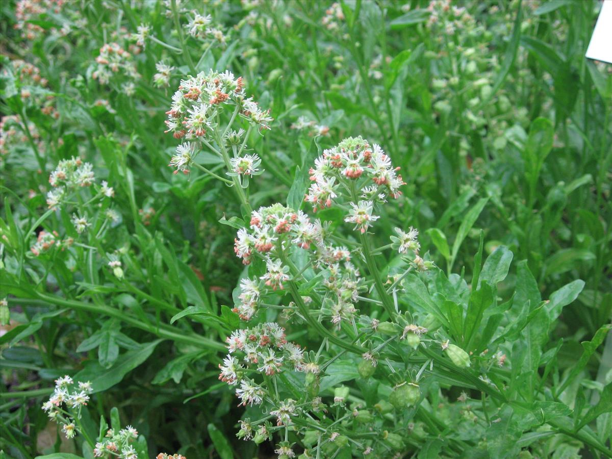 Reseda odorata (door Remko Andeweg)