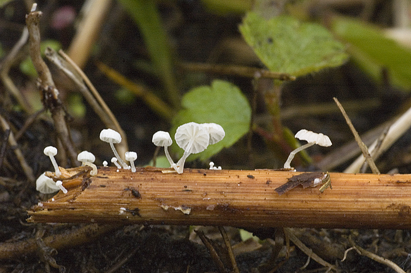 Resinomycena saccharifera (door Nico Dam)