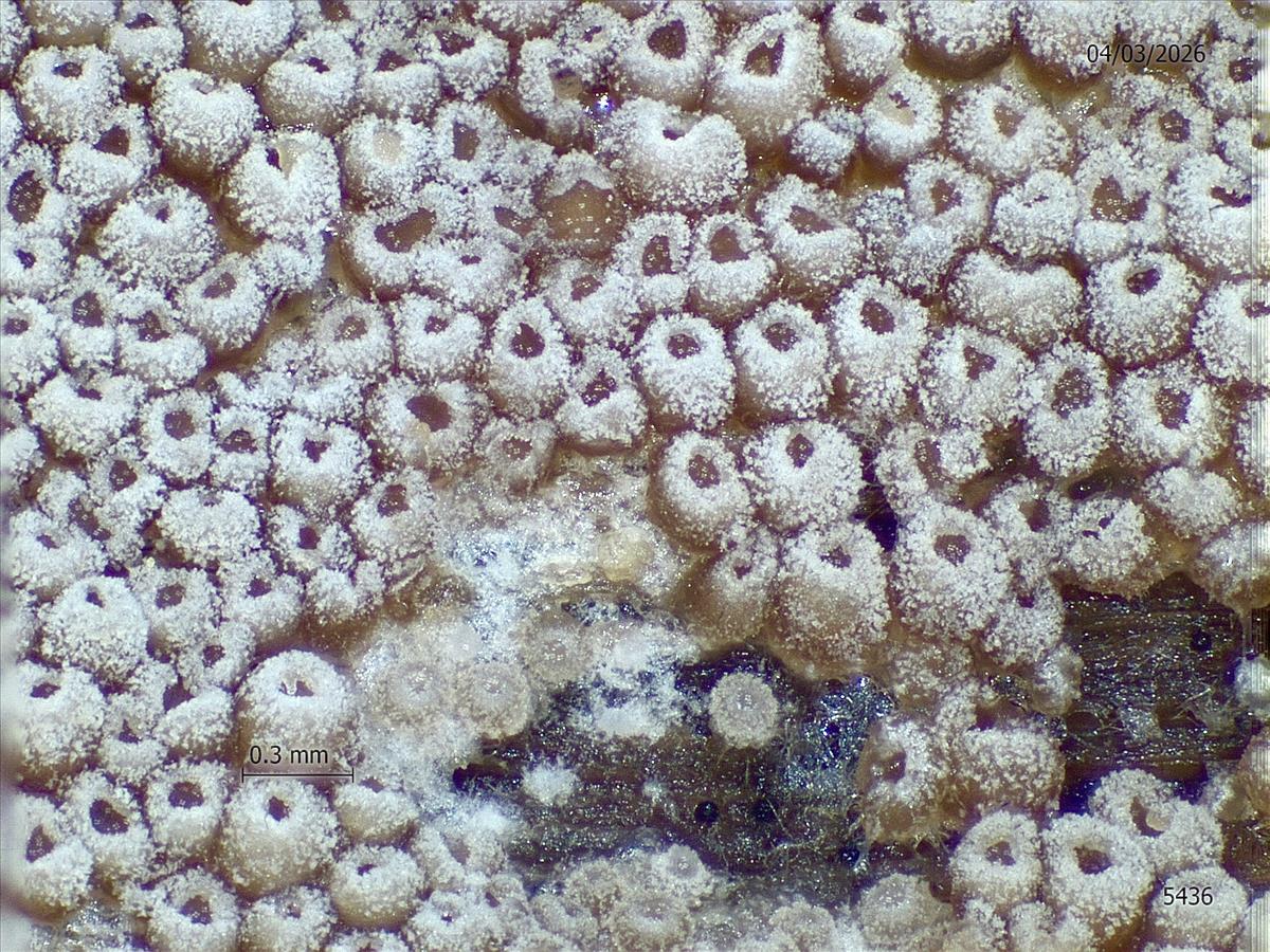 Resupinatus urceolatus (door Eduard Osieck)