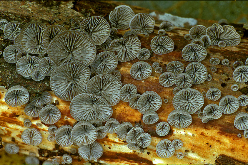 Resupinatus applicatus (door Henk Huijser)