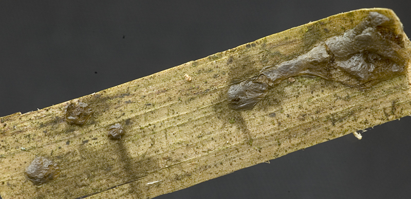 Reticularia liceoides (door Nico Dam)