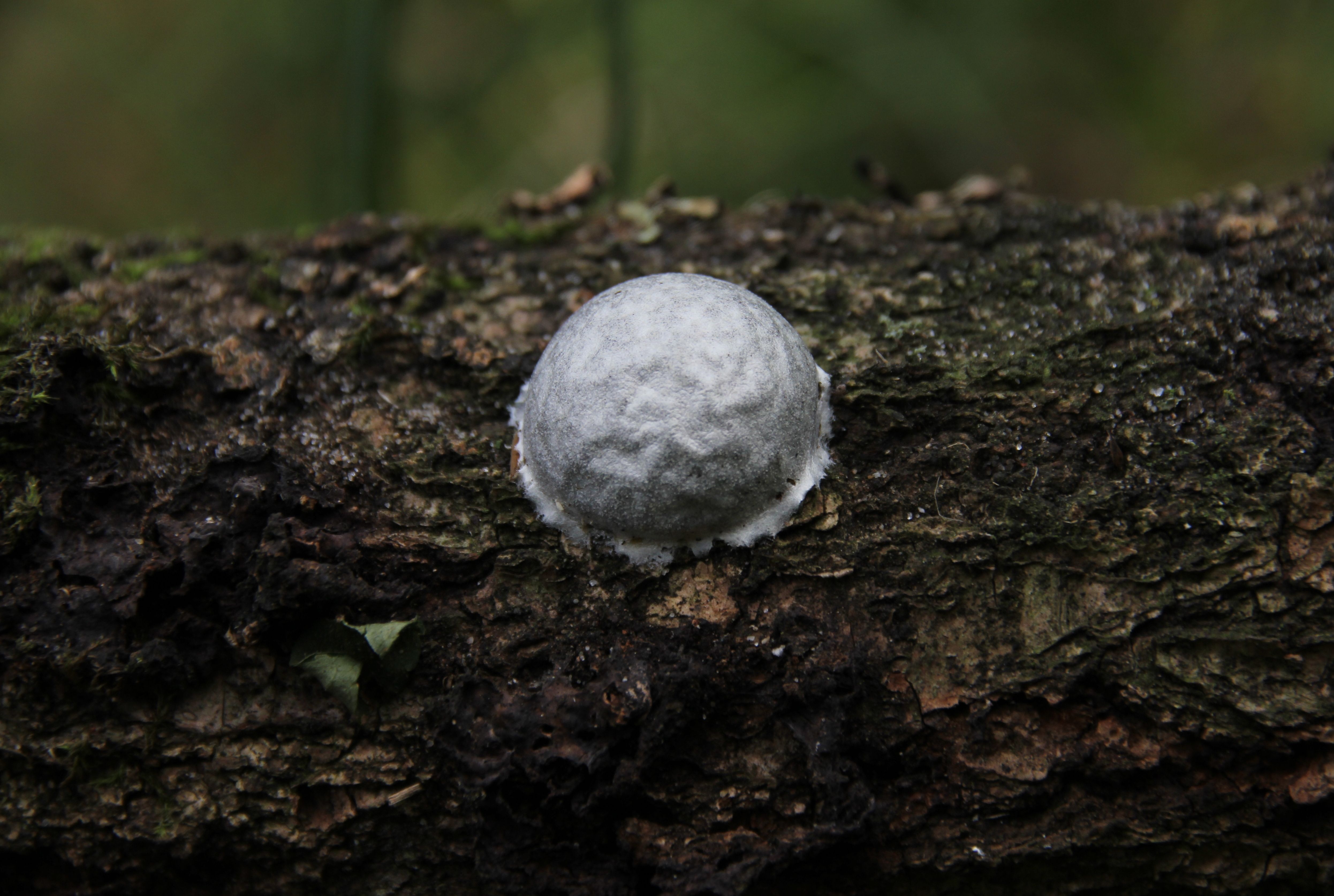 Reticularia lycoperdon (door Cora van der Plaats)