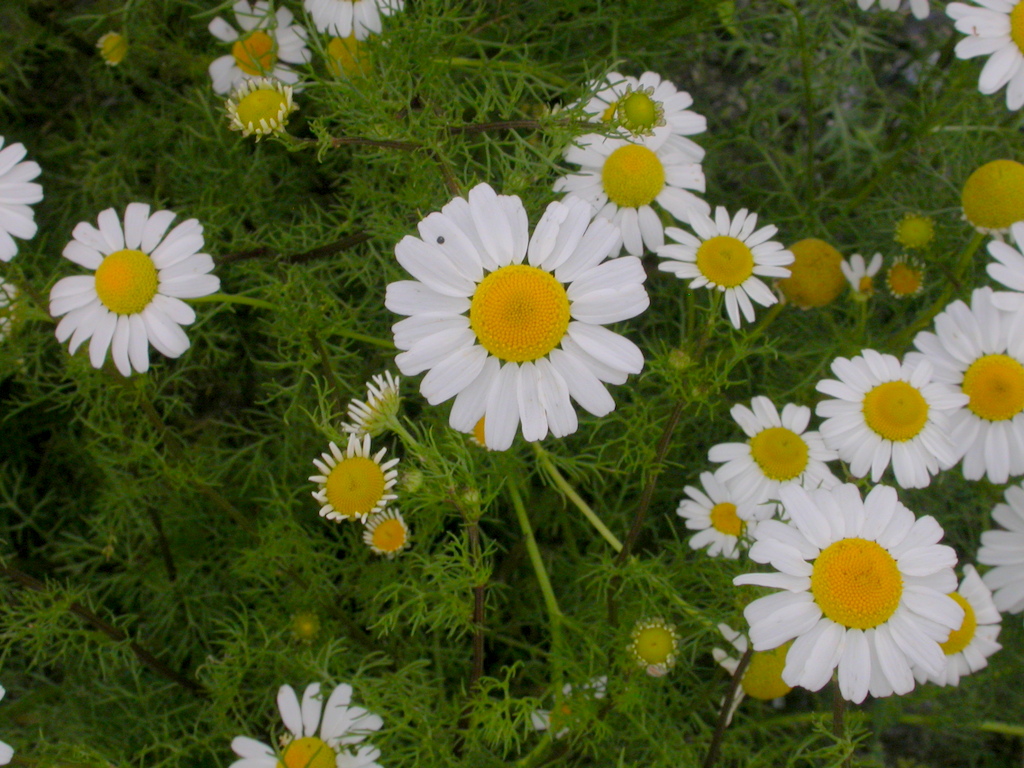 Tripleurospermum maritimum (door Peter Meininger)