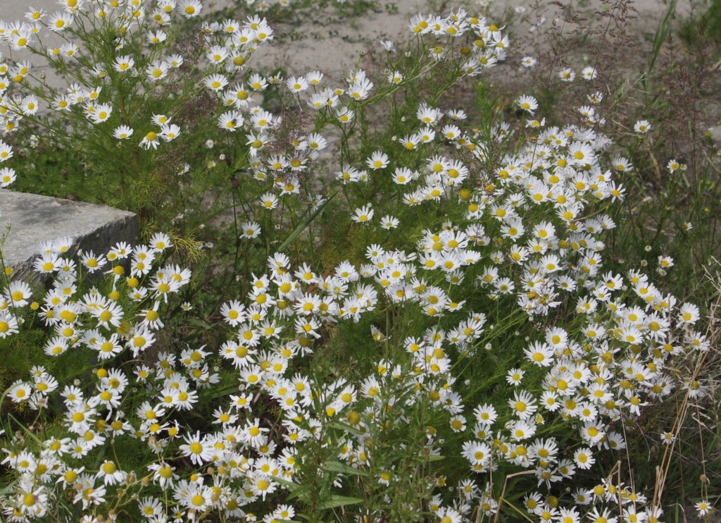 Tripleurospermum maritimum (door Peter Meininger)