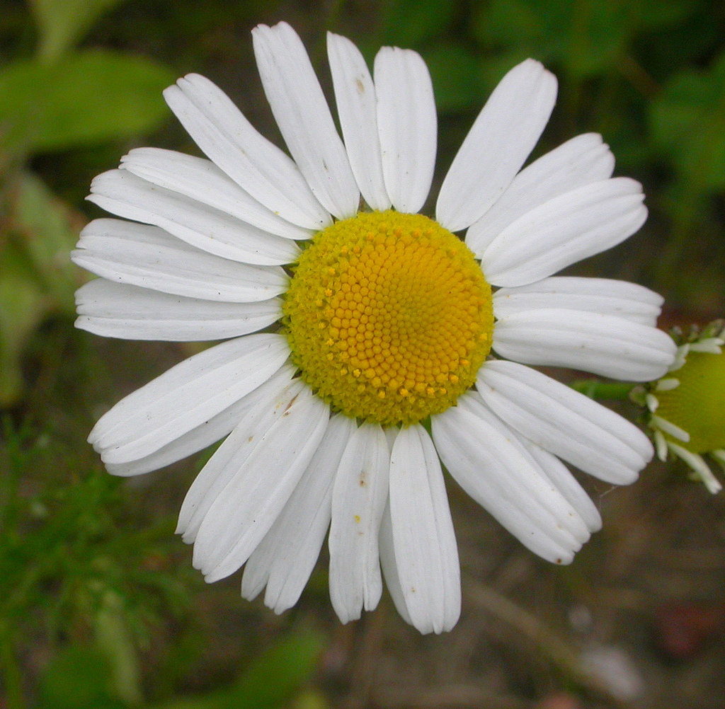 Tripleurospermum maritimum (door Peter Meininger)