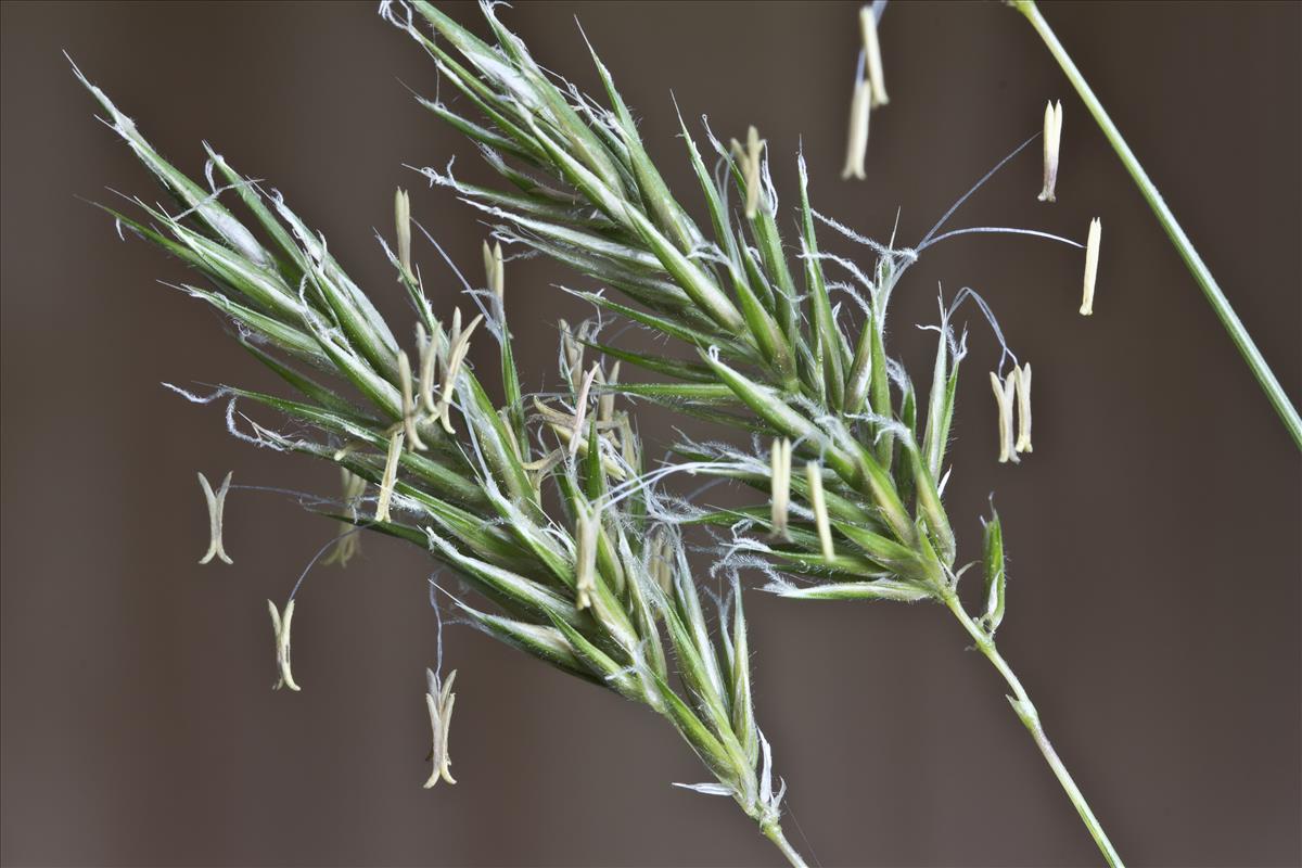 Anthoxanthum odoratum (door Valentine Kalwij)