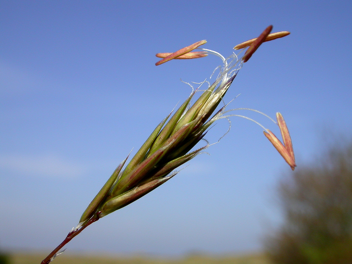 Anthoxanthum odoratum (door Peter Meininger)