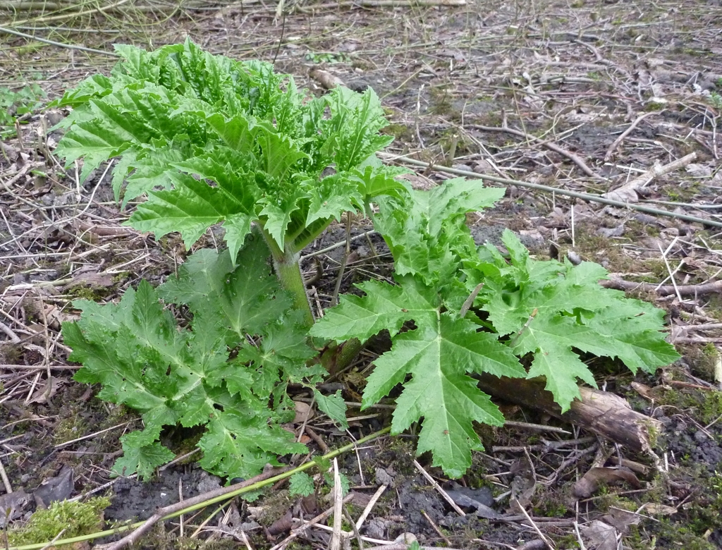 Heracleum mantegazzianum (door Cor Nonhof)