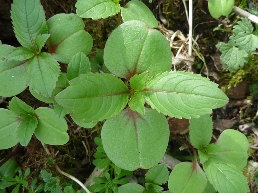 Impatiens glandulifera (door Cor Nonhof)