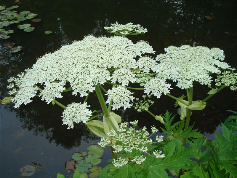 Heracleum mantegazzianum (door Michael Inden)