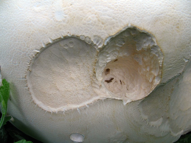 Calvatia gigantea (door Gio van Bernebeek)