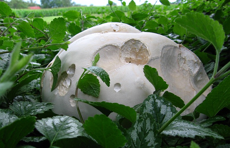 Calvatia gigantea (door Gio van Bernebeek)