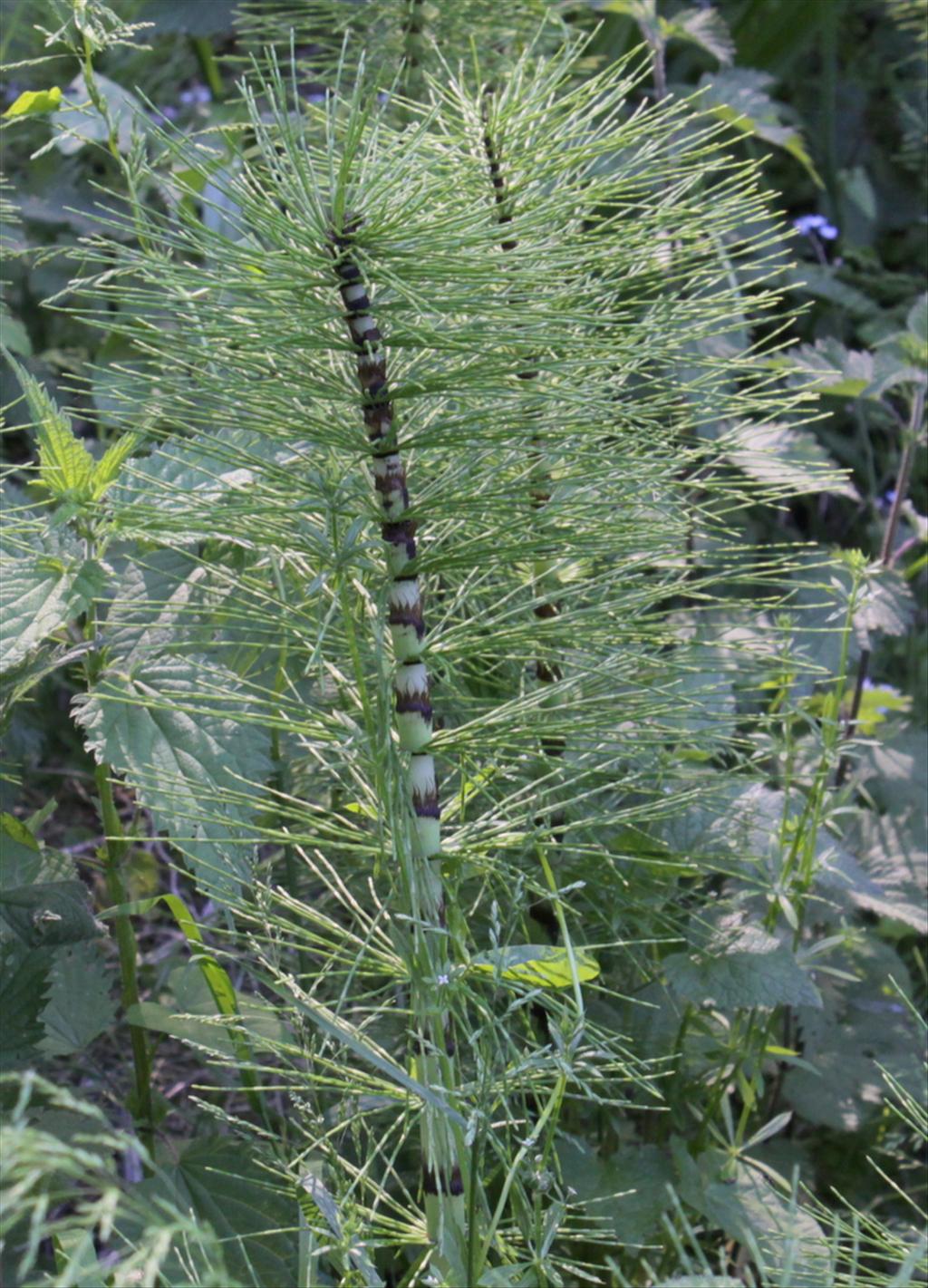 Equisetum telmateia (door Peter Meininger)