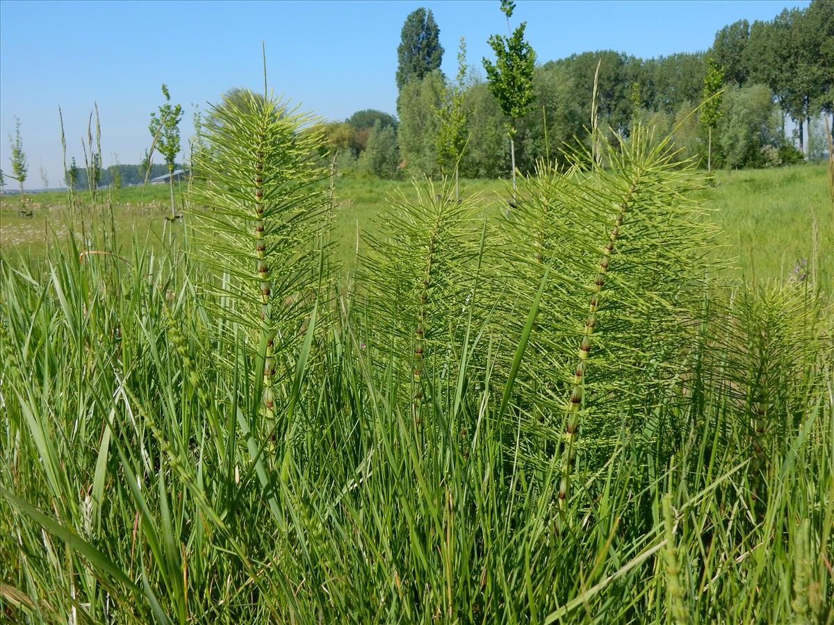 Equisetum telmateia (door Peter Meininger)